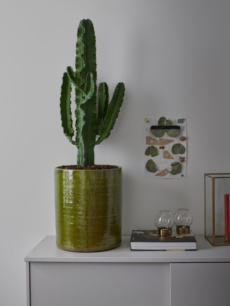 Handelskammaren kaktus